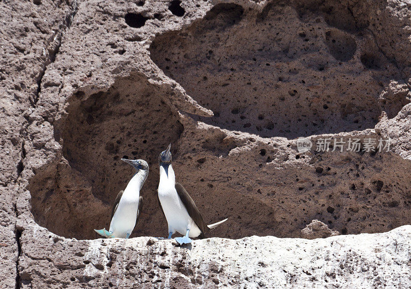 Blue Footed Boobies (Sula nebouxii) Courtship Dance